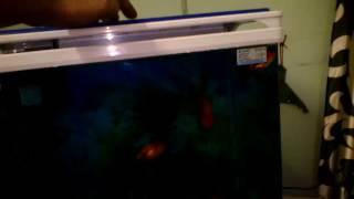 IKEBANA  FISH & AQUARIUM. # 9836032725