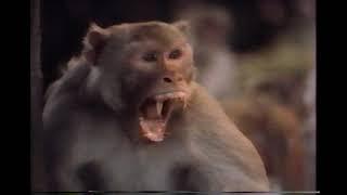 PBS Nature documentary - Monkey Island (1985)