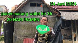 Panen sarang walet ke 36. 24 Juni 2024. Rbw paling sederhana terkecil di dunia.