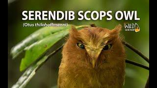 Serendib Scops Owl | Sri Lanka | Documentary Video | Wild Serendib