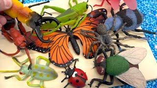 Megan's World Insects and Bug Toys Unboxing with Fun Facts for Kids