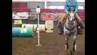 Appaloosa Stallion Winning Extreme Cowboy Race in Lynden, WA