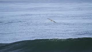 The Wave Beneath Their Wings