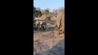 Curious Little Elephant Goes to Tourists Vehicle, Stares at Them, Then Runs Away