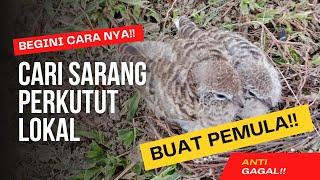 Cara mudah menemukan sarang perkutut lokal buat pemula!!