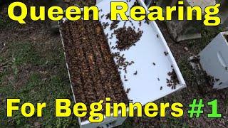 Queen rearing for Beginners!!