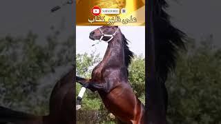 الحقد أحسن المعلمين! | من اروع اقتباسات واقوال عبد الرحمن منيف | على ظهر كتاب