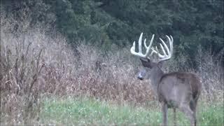 Illinois whitetails deer hunts