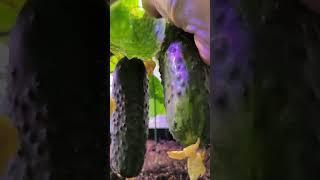 Легкая и красивая закуска из огурцов на скорую руку | #SemenaPartnerShorts #рецепты_отПартнера