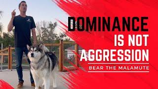 Dominant Malamute has been growling at me, here's how I respond.