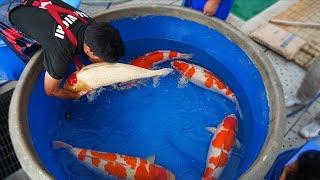 The Unbelievable Main Pond Harvest of Jumbo Koi at Dainichi 2023!