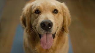 The Vets - Bringing Pet Care Home | TV Commercial by Filmkraft