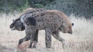 Hyenas Greeting