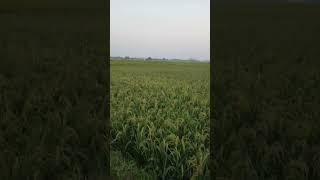 #Cheques #shorts #viral #video #Devendra Kumar official blog #trending #video #viral #reels