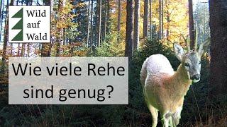 Wie viele Rehe sind genug für die Naturverjüngung?