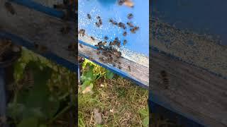 Облёт или рой...  #весна #bee #пчеловодство