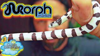 California kingsnakes on Morphmarket (Surprise Eggs).