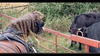 Confronting Cattle with a Driving Horse