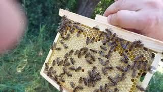 Пчеловодство В Бававрии.Вощина Bee World в нуках и семьях.