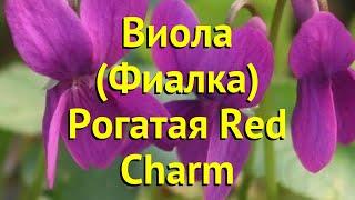 Виола рогатая Рэд Крим. Краткий обзор, описание характеристик viola rubin Red Charm