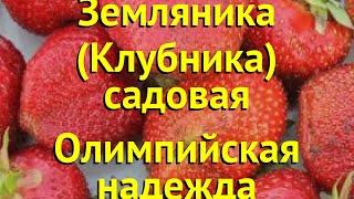 Земляника садовая Олимпийская надежда. Краткий обзор, описание fragaria ananassa Олимпийская надежда