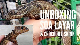 UNBOXING SOA LAYAR SAILFIN DRAGON & CROCODILE SKINK!!