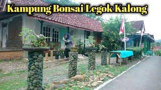 Suasana Kampung Bonsai Legok Kalong