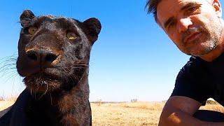 Keeping Up With Black Leopards | The Lion Whisperer
