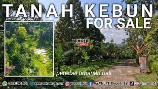 DIJUAL TANAH KEBUN MURAH 20 ARE VIEW SAWAH || DEKAT AIR PANAS BELULANG PENEBEL