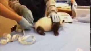 Hear a Panda Cub Cry Out During Doctor Visit