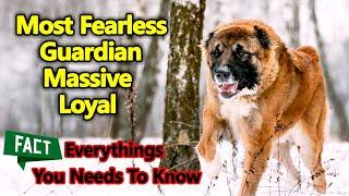 Caucasian Ovcharka - In 2 Minutes! Most Fearless, guardian, massive, loyal dog |