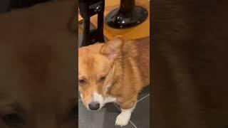 The worst thing about owning a corgi