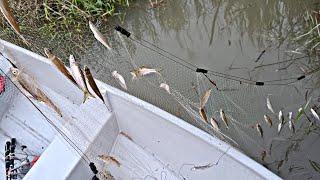 MUSIM HUJAN BANYAK IKAN SELUANG BERKUMPUL TEPI SUNGAI / MENJARING IKAN SELUANG