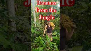 Fresh Jungle Bananas – Straight from the Source!