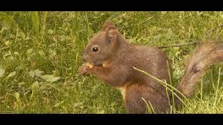 The nest of a squirrel