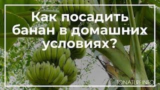 Как посадить банан в домашних условиях? | toNature.Info