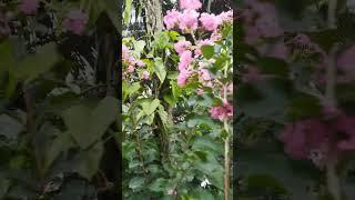 Crepe-myrtle