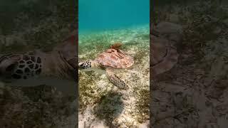 Octopus in ocean turtle #funny #nature #ocean #octopus #turtle #amazing