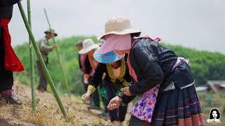 Hmong Mountain villagers farming in Thailand