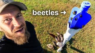 We Fed Japanese Beetles to our Chickens (for $30)