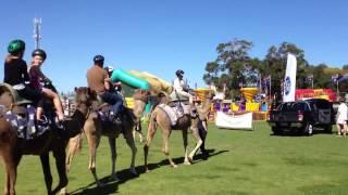 Camel Ride Bazaar 2013 HD
