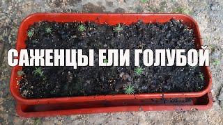 Выращивание голубой ели из семян | 2 года после посадки