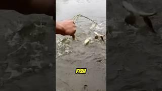 Unbelievable Fishing Trick Catches Tons of Fish at Once! #trending #feedshorts #fishing #viralvideo