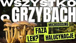 WSZYSTKO O GRZYBACH HALUCYNOGENNYCH | Kuba z Mushup