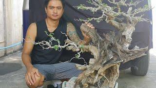 bonsai Time lapse - lagundi + tugas - wiring - bonsai philippines