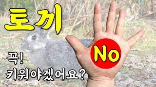 토끼에 대한 7가지 경험 얘기 / 단, 토끼는 쉽게 기르는 선택 금지 / countryside, 7 experiences with rabbits