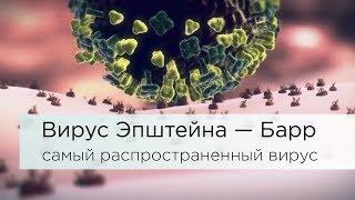 Вирус Эпштейна – Барр.  Самый распространенный вирус