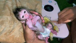 SCRAMBLE!! NEWBORN BABY MONKEY