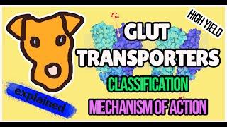 GLUT transporters. Classification. Mechanism of action. Km value.