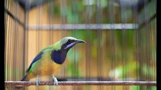 #1  Macam Macam Isian Cucak Cungkok️Masteran Terbaik Burung Murai Batu Juara️